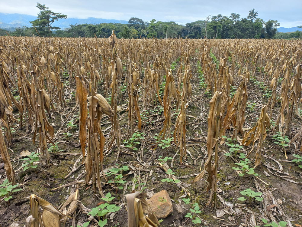 Finaliza cosecha de maiz y siembra de frijol. La falta de mano de obra es otro de los problemas que enfrentan los campesinos y productores de Jinotega.