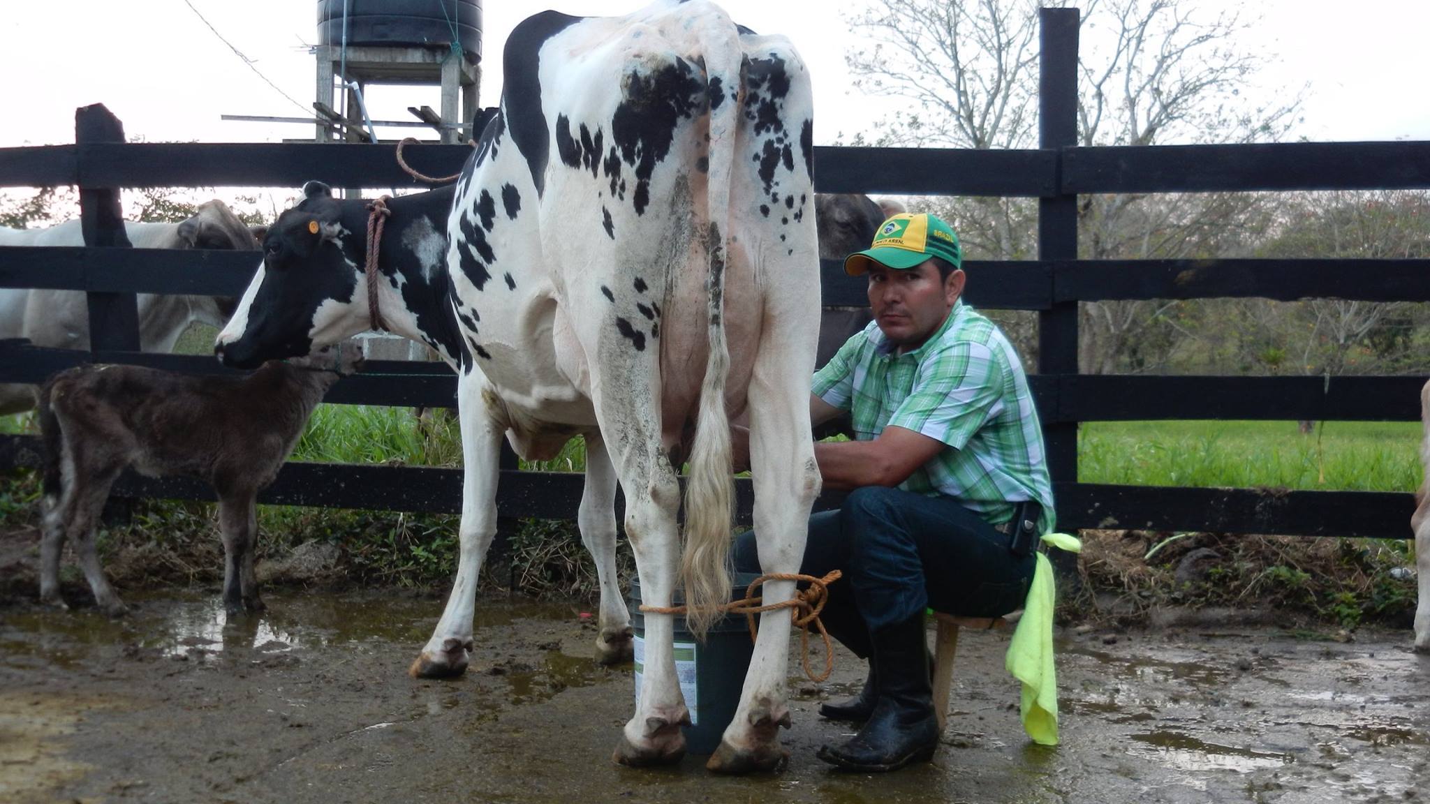 Señor Eduar Ernesto Miranda, ganador del segundo lugar en el concurso de la vaca lechera 2022 (41 llitros de leche). En el año 2021 obtuvo el primer lugar (51 litros de leche),