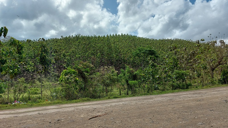 En Camoapa, a pesar de los esfuerzos de aminorar el impacto ambiental, es evidente el daño que el ser humano hace a la naturaleza.